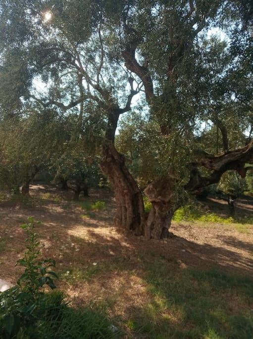 Вилла Olive Trees Трагаки Экстерьер фото
