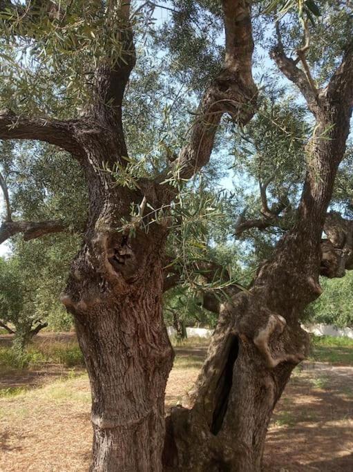 Вилла Olive Trees Трагаки Экстерьер фото